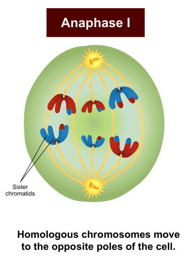 what happens in anaphase|anaphase 1 in meiosis.